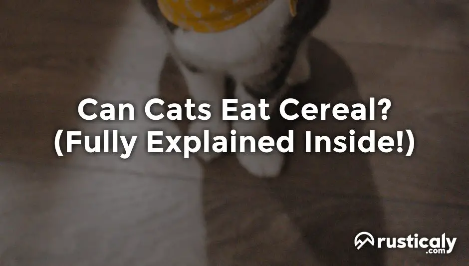 can cats eat cereal