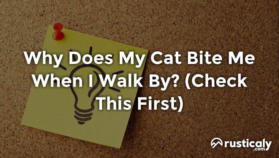 why does my cat bite me when i walk by