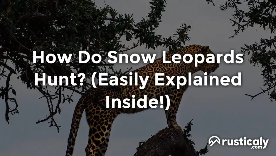 how do snow leopards hunt