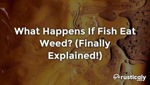 what happens if fish eat weed