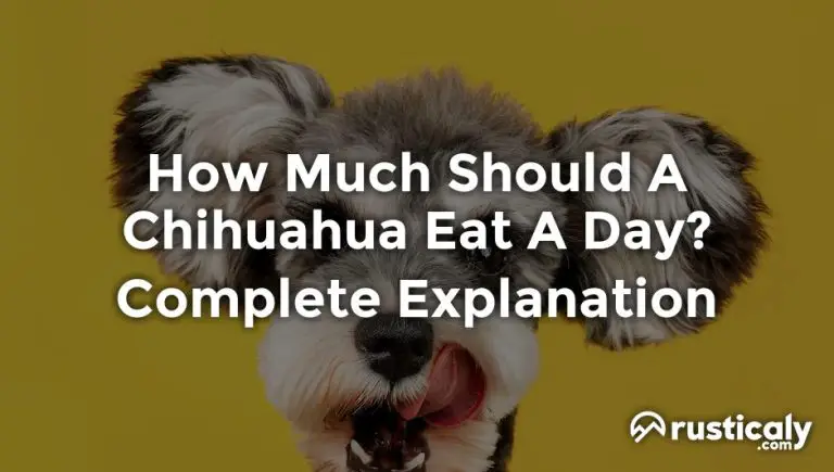 how much should a chihuahua eat a day