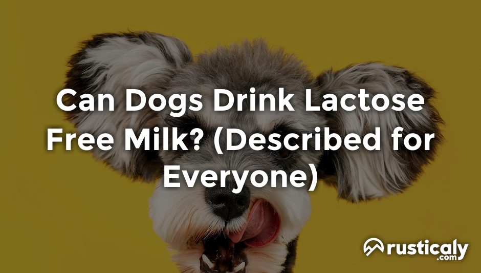 can dogs drink lactose free milk