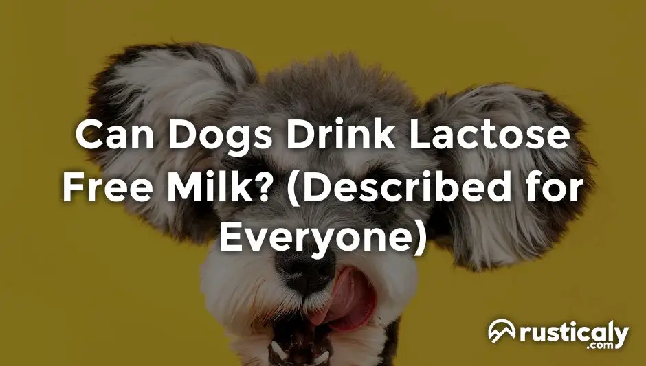 can dogs drink lactose free milk