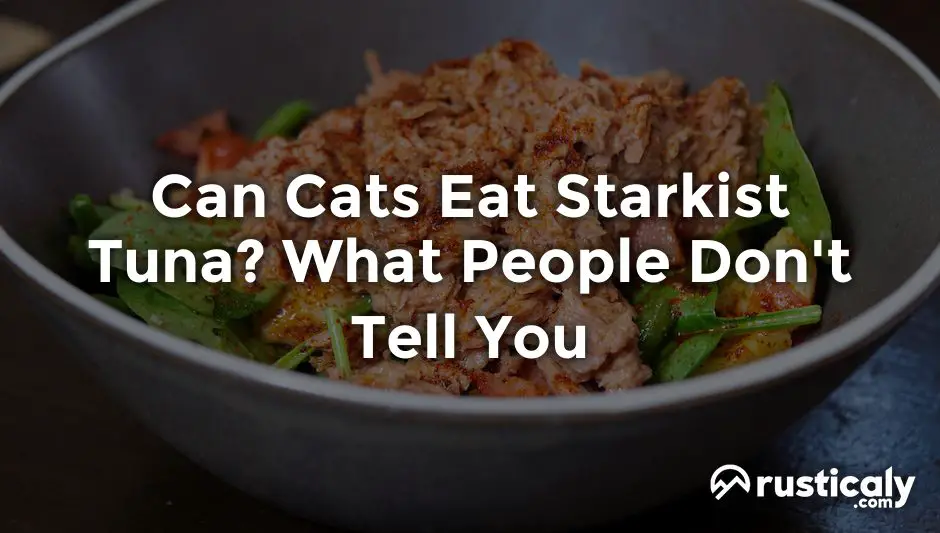 can cats eat starkist tuna