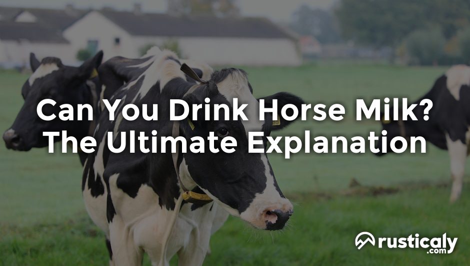 can you drink horse milk