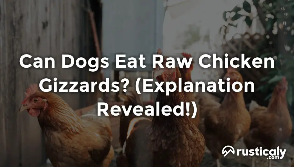 Can Dogs Eat Raw Chicken Gizzards? (Explanation Inside!)