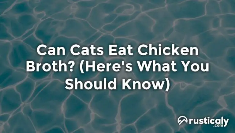 can cats eat chicken broth