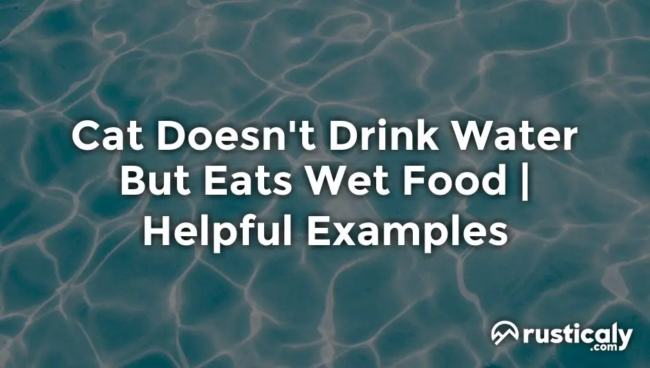 Cat Doesn't Drink Water But Eats Wet Food — Important Facts