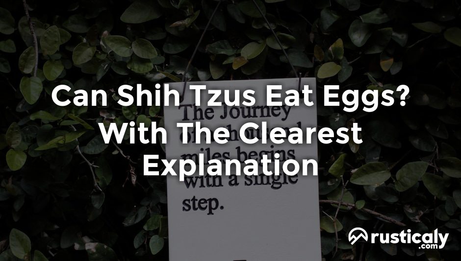 can shih tzus eat eggs