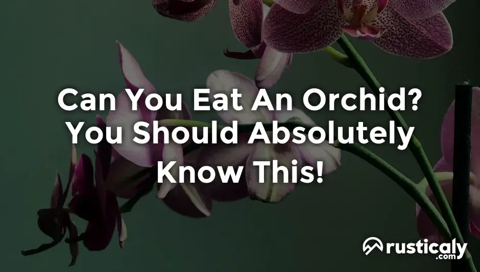 can you eat an orchid