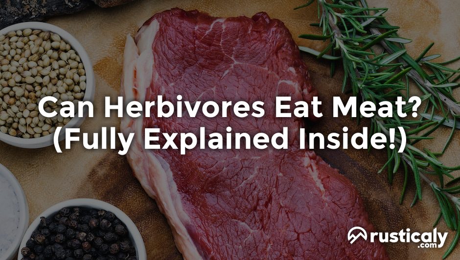 can herbivores eat meat
