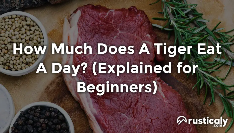 how much does a tiger eat a day