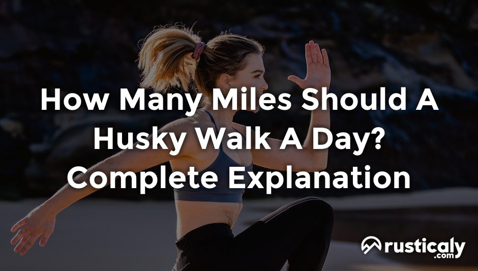how many miles should a husky walk a day