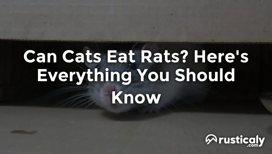 can cats eat rats