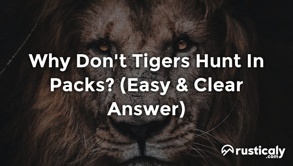 why don't tigers hunt in packs