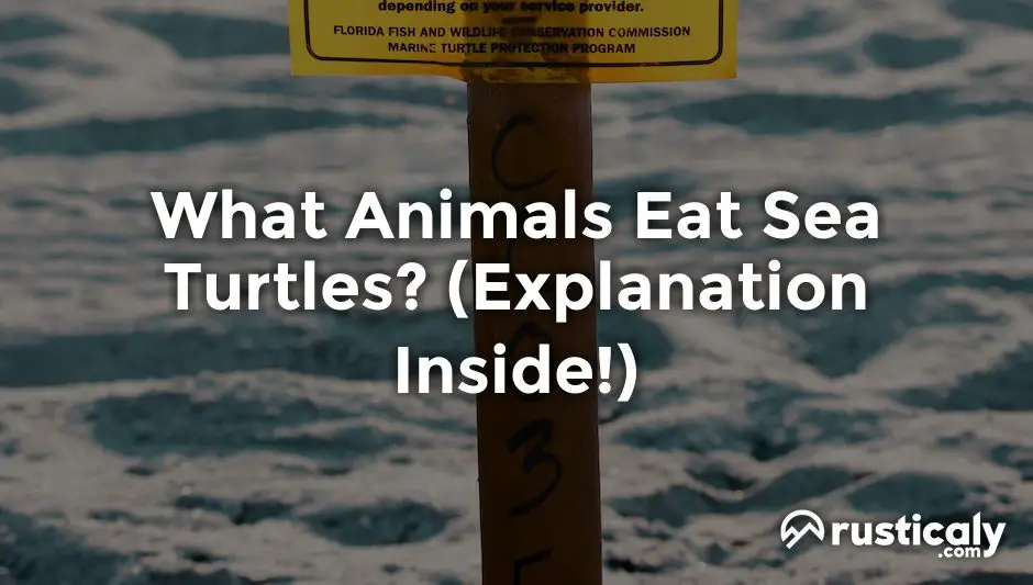 what animals eat sea turtles