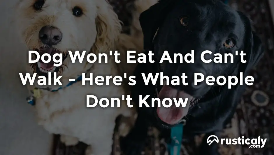 gabapentin dog wont eat