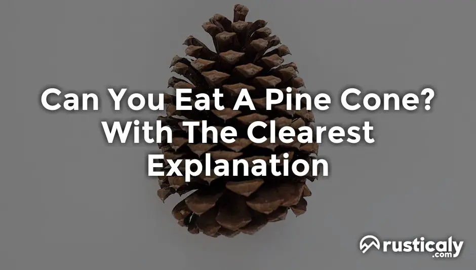 can you eat a pine cone