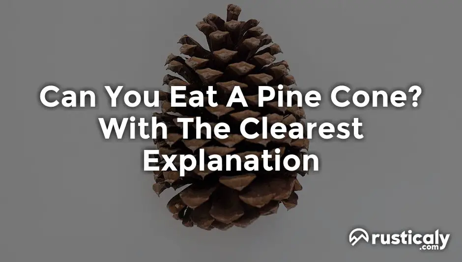Can You Eat A Pine Cone? Everyone Should Know This!