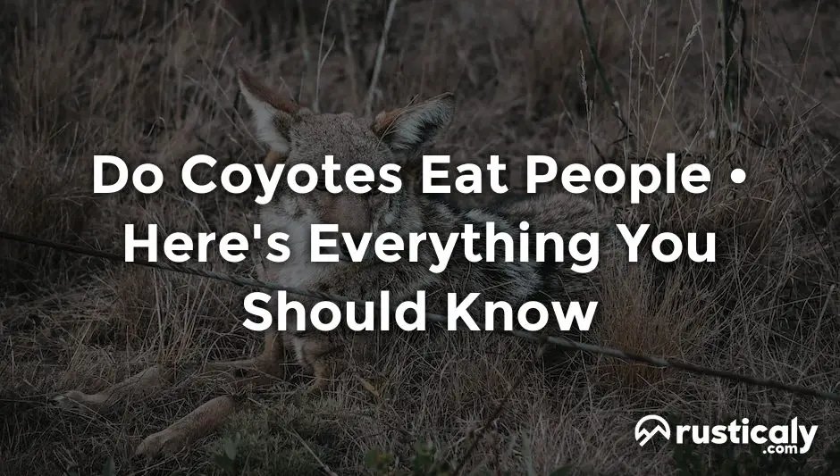 do coyotes eat people
