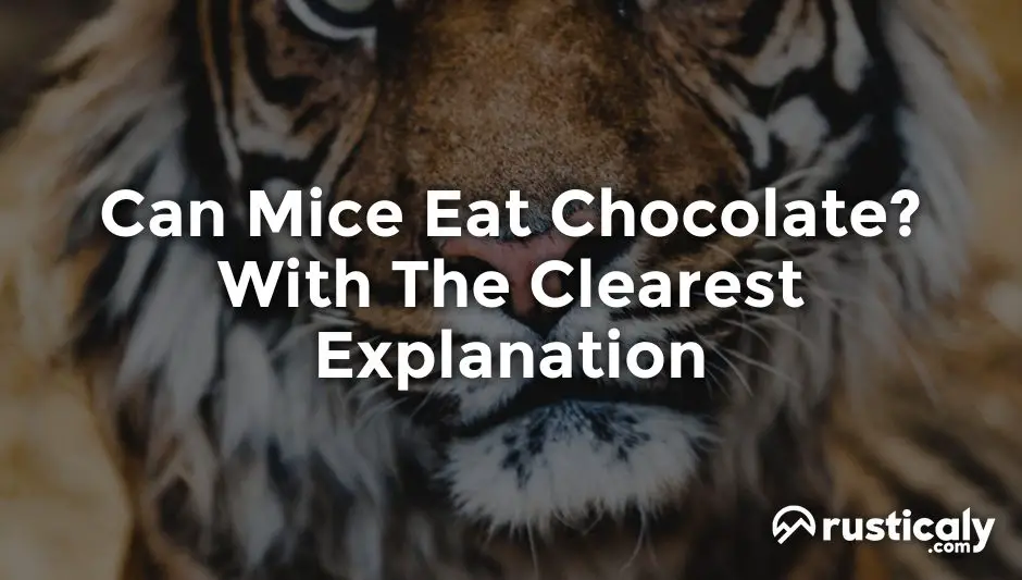 can mice eat chocolate