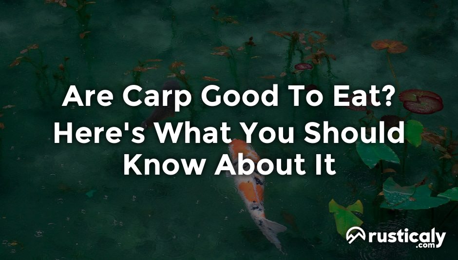 are carp good to eat