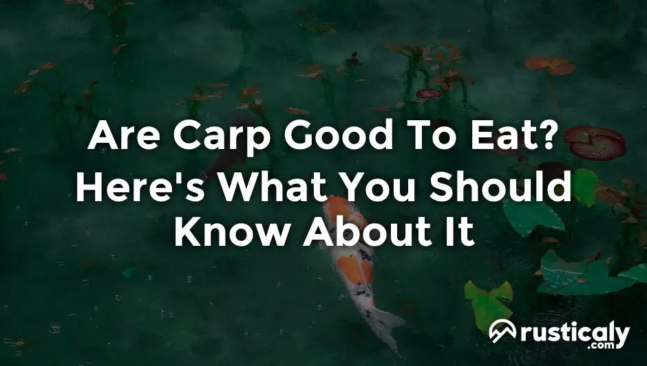 Are Carp Good To Eat? The Most Comprehensive Answer