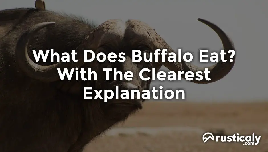 what does buffalo eat