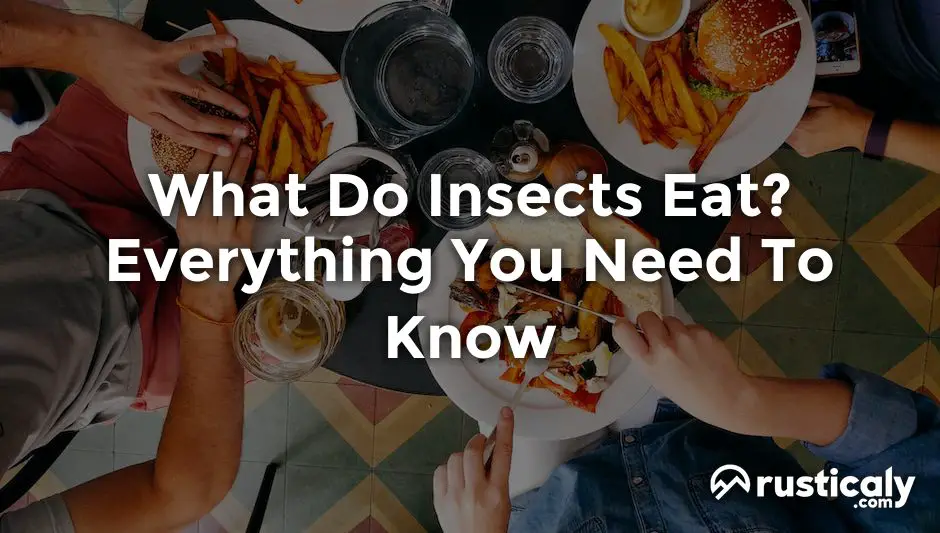 what do insects eat