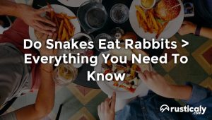 do snakes eat rabbits