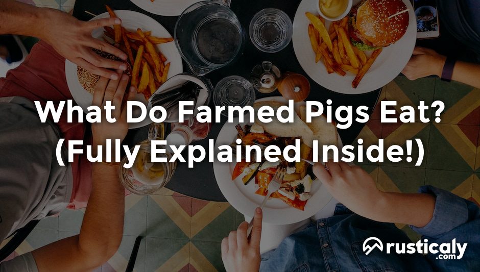 what do farmed pigs eat