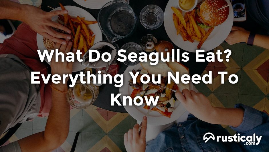 what do seagulls eat