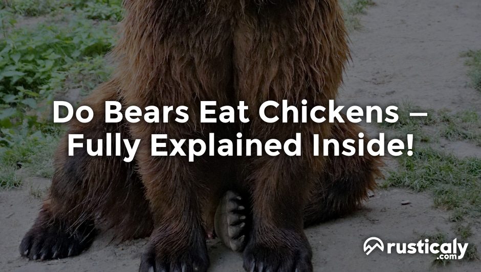 do bears eat chickens