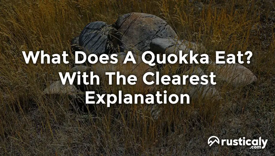 what does a quokka eat