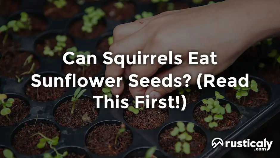 Can Squirrels Eat Sunflower Seeds? (Explanation Revealed!)