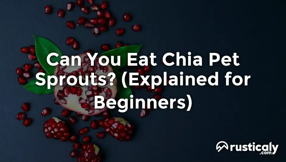 can you eat chia pet sprouts