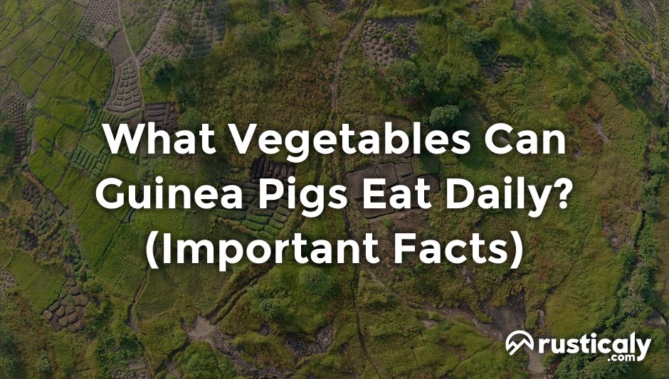 what vegetables can guinea pigs eat daily