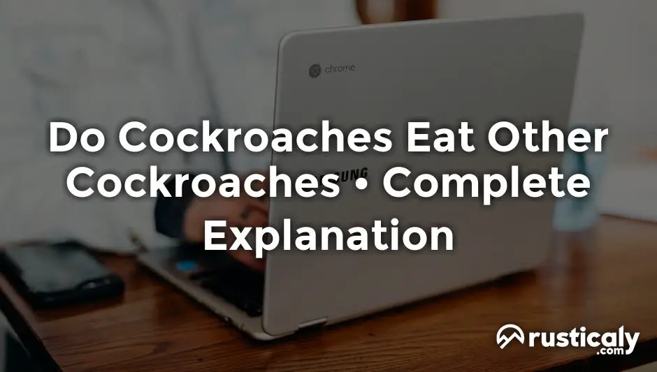 Do Cockroaches Eat Other Cockroaches Complete Answer