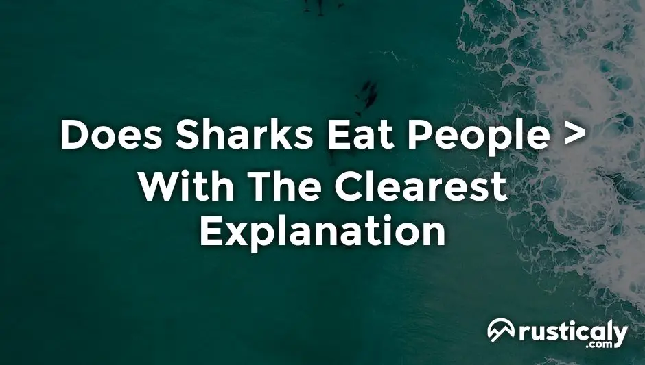 does sharks eat people