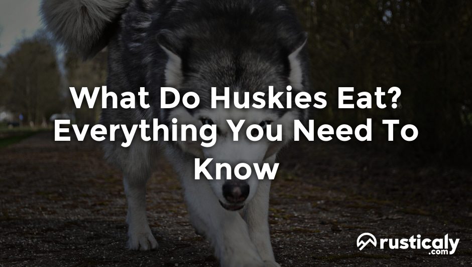 what do huskies eat