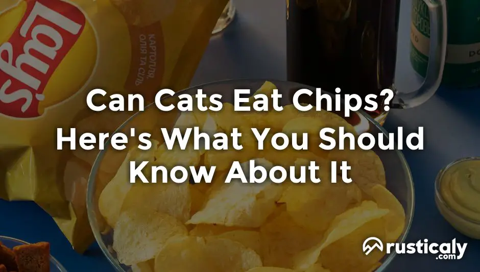can cats eat chips