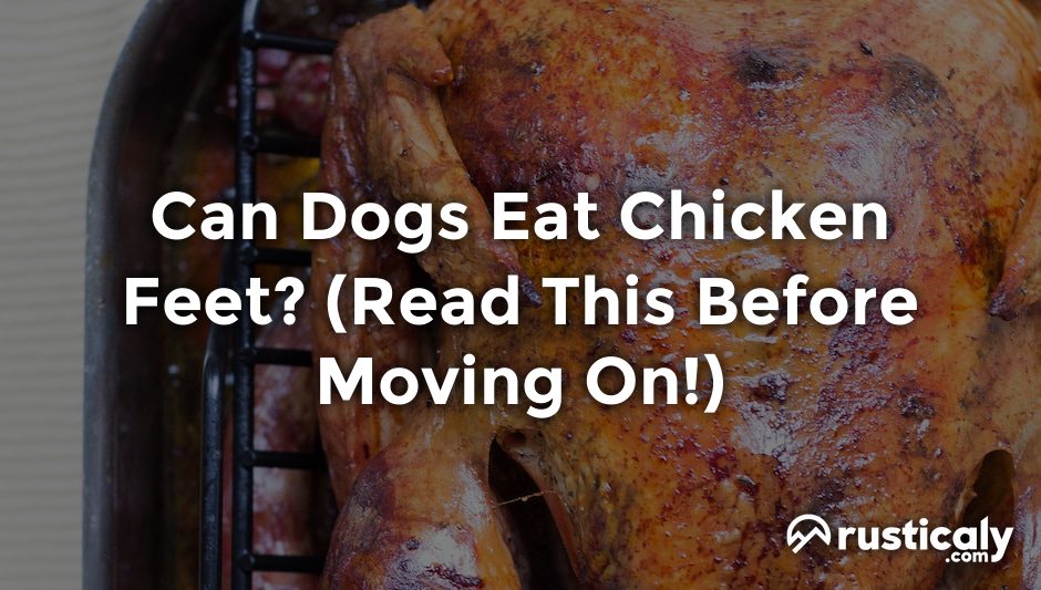 can dogs eat chicken feet