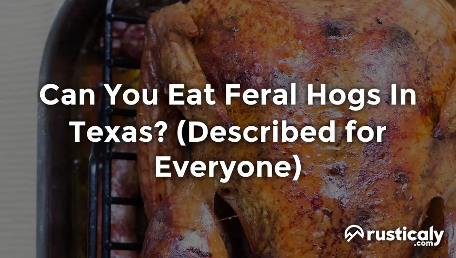 can you eat feral hogs in texas
