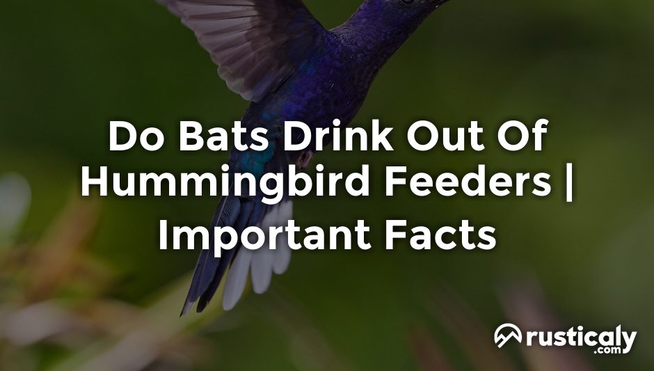 do bats drink out of hummingbird feeders