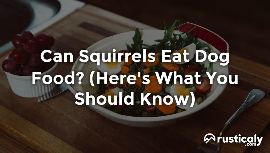 can squirrels eat dog food