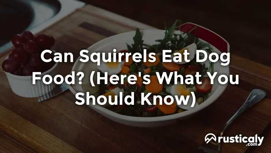 Can Squirrels Eat Dog Food? The Easiest Explanation