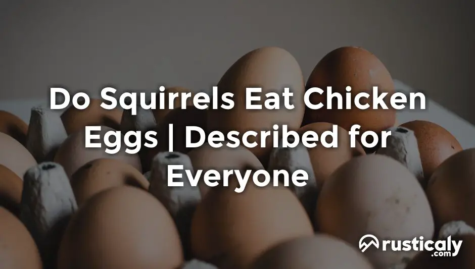do squirrels eat chicken eggs