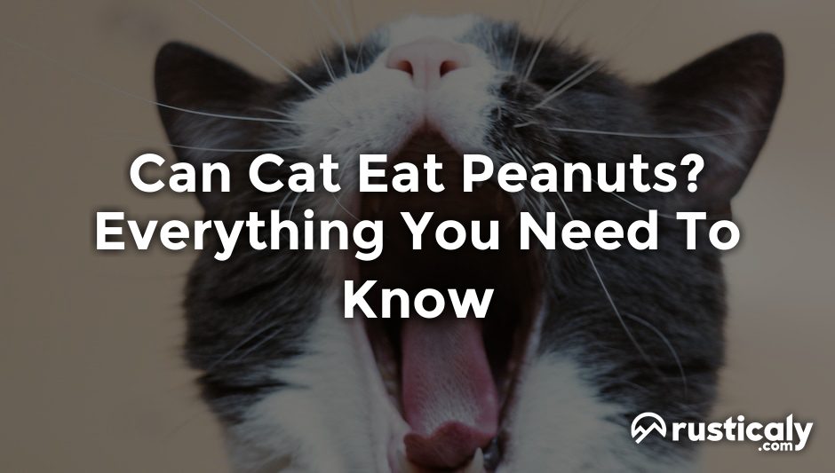 can cat eat peanuts