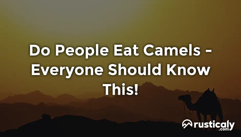 do people eat camels