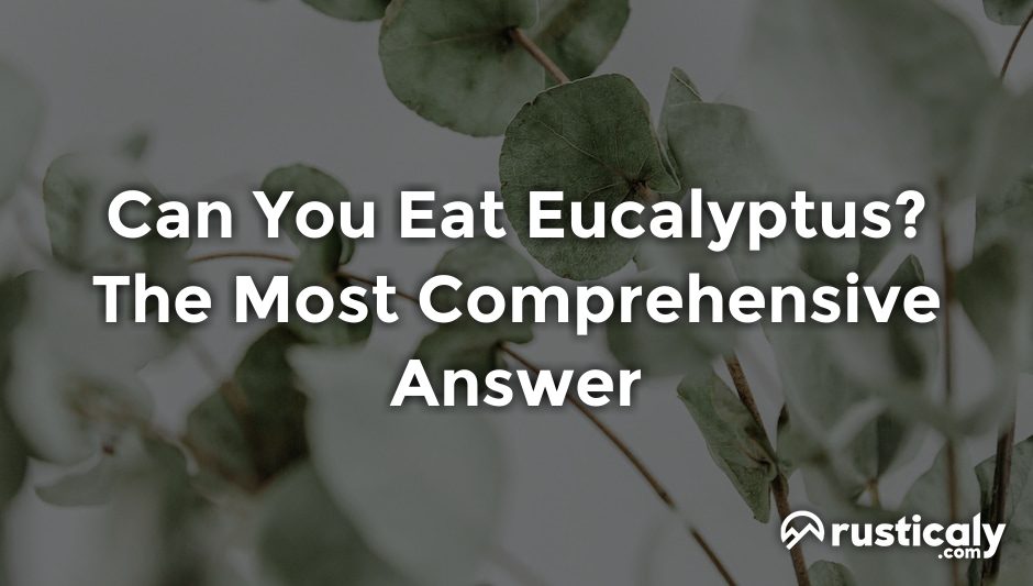 can you eat eucalyptus
